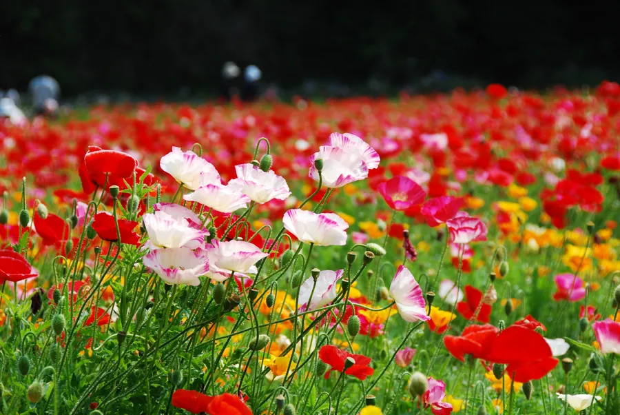 くりはま花の国